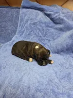 Girl 7, a female Boxer for sale in Arden, NC – Photo 9 of 9