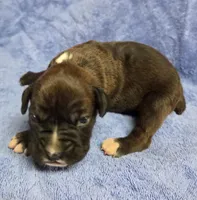 Girl 7, a female Boxer for sale in Arden, NC – Photo 3 of 9