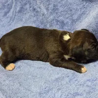 Goes to Mona Binkley in greenville tn Girl 7, a female Boxer for sale in Arden, NC – Photo 4 of 9