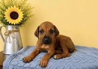 Playful Rhodesian Ridgeback Puppy, a male Rhodesian Ridgeback for sale in Madison, GA – 3 of 3