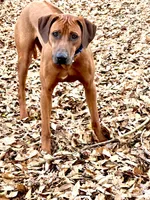 Rhodesian Ridgeback Male-red wheaten , a male Rhodesian Ridgeback for sale in Madison, GA – 3 of 5