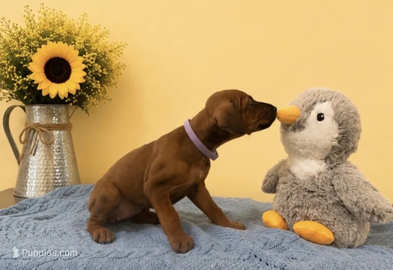 Miss Honey Blossom – Rhodesian Ridgeback puppy for sale in Madison, GA