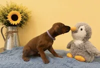 Miss Honey Blossom, a female Rhodesian Ridgeback for sale in Madison, GA – 1 of 2