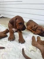 Mr. Lime Green – Full of Personality and Ready for His Forever Home 💚, a male Rhodesian Ridgeback for sale in Madison, GA – 2 of 5