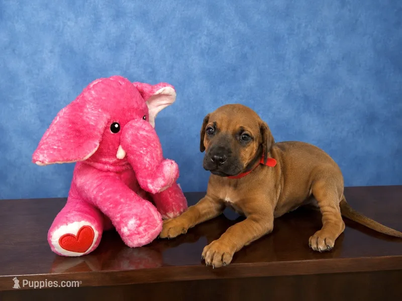Precious red Rhodesian ridgeback puppy for sale  – Rhodesian Ridgeback puppy for sale in Madison, GA