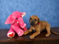 Precious red Rhodesian ridgeback puppy for sale , a male Rhodesian Ridgeback for sale in Madison, GA – 1 of 1