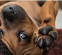 Miss Lavender , a female Rhodesian Ridgeback for sale in Madison, GA – 3 of 4