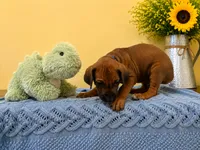 Curious Rhodesian Ridgeback Male, a male Rhodesian Ridgeback for sale in Madison, GA – 3 of 7