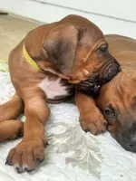 Mr. Lime Green – Full of Personality and Ready for His Forever Home 💚, a male Rhodesian Ridgeback for sale in Madison, GA – 4 of 5