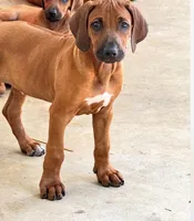 Mr. Bright Blue- Loves to snuggle , a male Rhodesian Ridgeback for sale in Madison, GA – 3 of 5