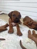 Mr. Lime Green – Full of Personality and Ready for His Forever Home 💚, a male Rhodesian Ridgeback for sale in Madison, GA – 5 of 5
