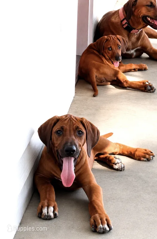 Whopper  – Rhodesian Ridgeback puppy for sale in Madison, GA