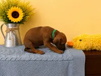 Sweet Natured Rhodesian Ridgeback Puppy , a male Rhodesian Ridgeback for sale in Madison, GA – 2 of 4