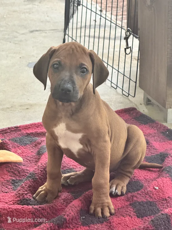 Mr. Lime Green – Full of Personality and Ready for His Forever Home 💚 – Rhodesian Ridgeback puppy for sale in Madison, GA