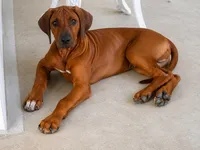 Whopper , a male Rhodesian Ridgeback for sale in Madison, GA – 7 of 10