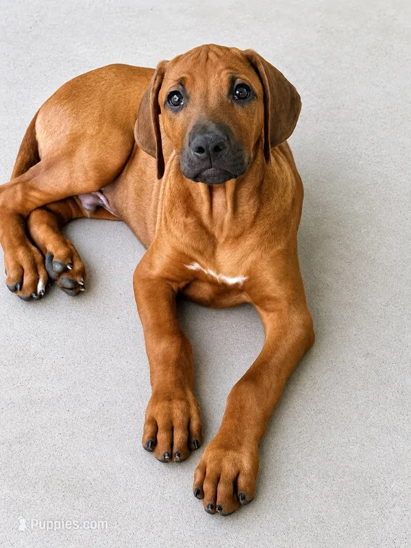  A Heart That Will Steal Yours ❤️ – Rhodesian Ridgeback puppy for sale in Madison, GA