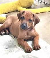     Red Wheaten Beauty, a male Rhodesian Ridgeback for sale in Madison, GA – 3 of 3