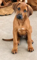     Red Wheaten Beauty, a male Rhodesian Ridgeback for sale in Madison, GA – 1 of 5