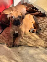 Sweet as Sunshine , a female Rhodesian Ridgeback for sale in Madison, GA – 2 of 4