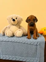 Playful Rhodesian Ridgeback , a male Rhodesian Ridgeback for sale in Madison, GA – 2 of 3