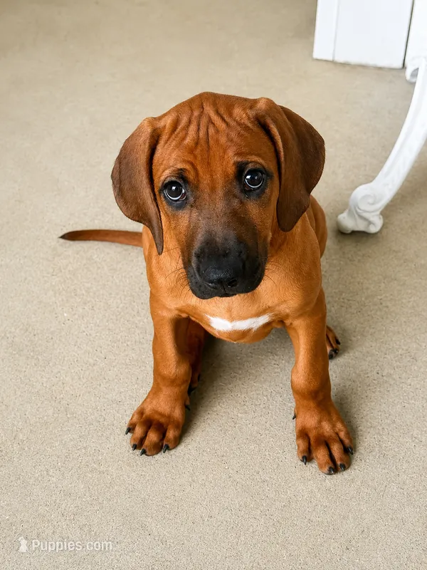 Sweet as Sunshine  – Rhodesian Ridgeback puppy for sale in Madison, GA