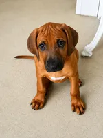 Sweet as Sunshine , a female Rhodesian Ridgeback for sale in Madison, GA – 1 of 6