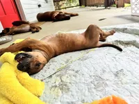 Mr. Royal Blue - King  of cuddles , a male Rhodesian Ridgeback for sale in Madison, GA – 3 of 4