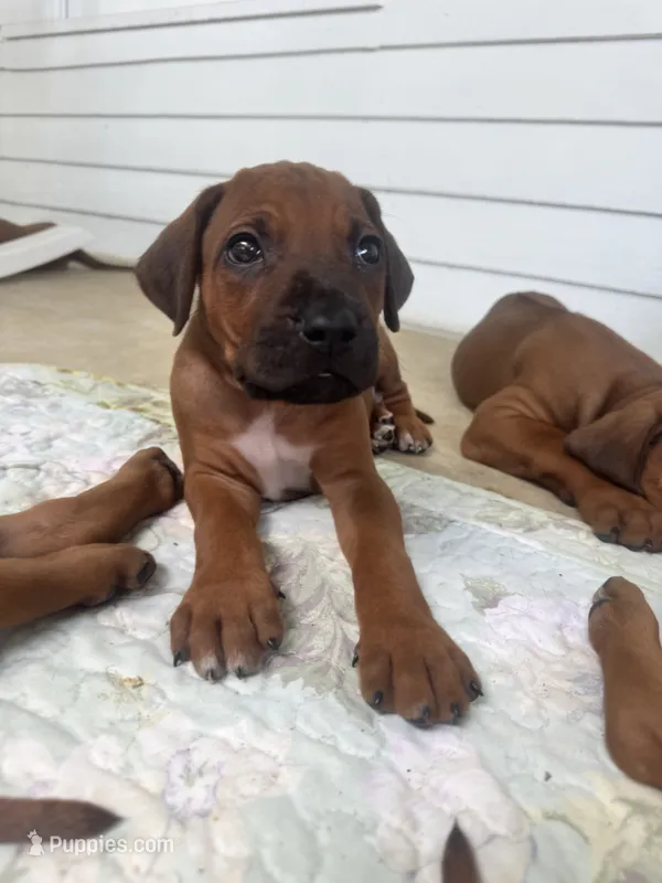 Mr. Lime Green – Full of Personality and Ready for His Forever Home 💚 – Rhodesian Ridgeback puppy for sale in Madison, GA