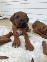 Mr. Lime Green – Full of Personality and Ready for His Forever Home 💚, a male Rhodesian Ridgeback for sale in Madison, GA – 1 of 5