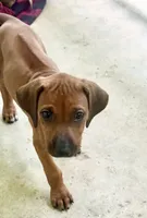 Little Lavender , a female Rhodesian Ridgeback for sale in Madison, GA – 4 of 9
