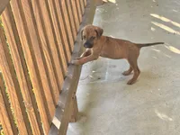 Little Lioness , a female Rhodesian Ridgeback for sale in Madison, GA – 3 of 4