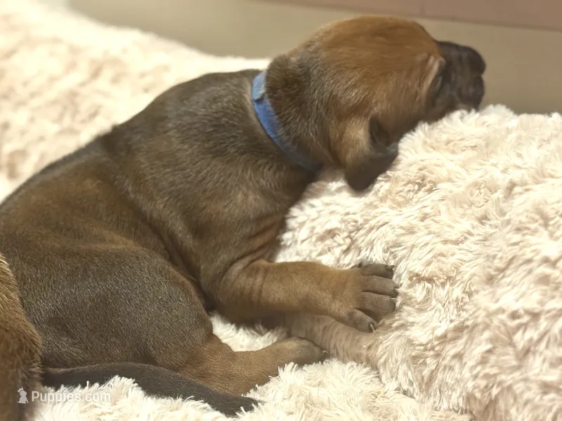 Rhodesian Ridgeback Male-red wheaten  – Rhodesian Ridgeback puppy for sale in Madison, GA