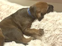 Rhodesian Ridgeback Male-red wheaten , a male Rhodesian Ridgeback for sale in Madison, GA – 1 of 5