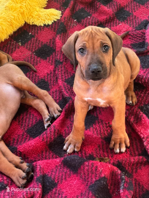 Whopper  – Rhodesian Ridgeback puppy for sale in Madison, GA