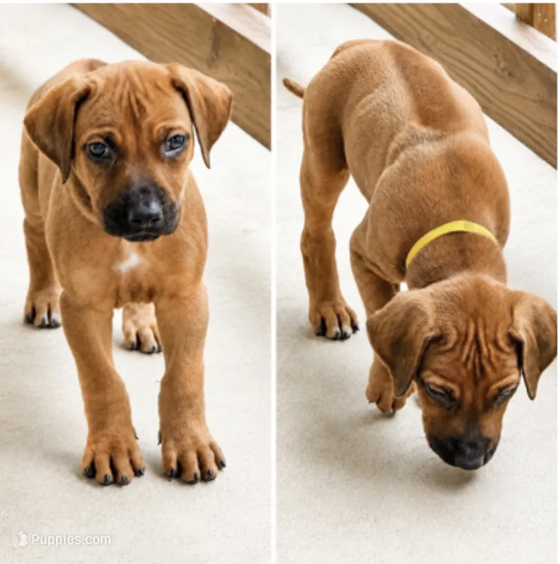 Playful Rhodesian Ridgeback  – Rhodesian Ridgeback puppy for sale in Madison, GA