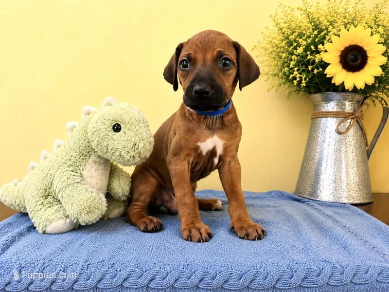Curious Rhodesian Ridgeback Male – Rhodesian Ridgeback puppy for sale in Madison, GA