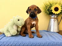 Curious Rhodesian Ridgeback Male, a male Rhodesian Ridgeback for sale in Madison, GA – 1 of 7