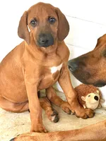 Sweet as Sunshine , a female Rhodesian Ridgeback for sale in Madison, GA – 3 of 6