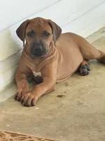 Sweet as Sunshine , a female Rhodesian Ridgeback for sale in Madison, GA – 4 of 4