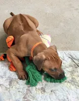 Mr. Golden Boy, a male Rhodesian Ridgeback for sale in Madison, GA – 4 of 4