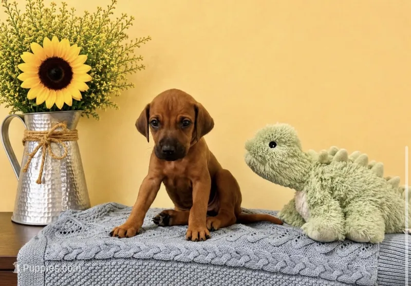 Playful Rhodesian Ridgeback Puppy – Rhodesian Ridgeback puppy for sale in Madison, GA