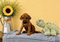 Playful Rhodesian Ridgeback Puppy, a male Rhodesian Ridgeback for sale in Madison, GA – 1 of 3