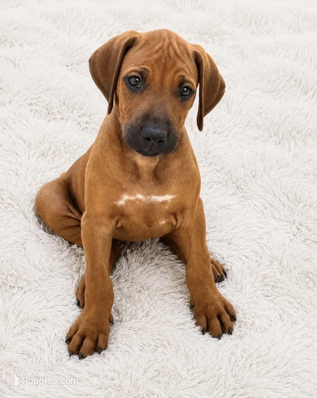  A Heart That Will Steal Yours ❤️ – Rhodesian Ridgeback puppy for sale in Madison, GA