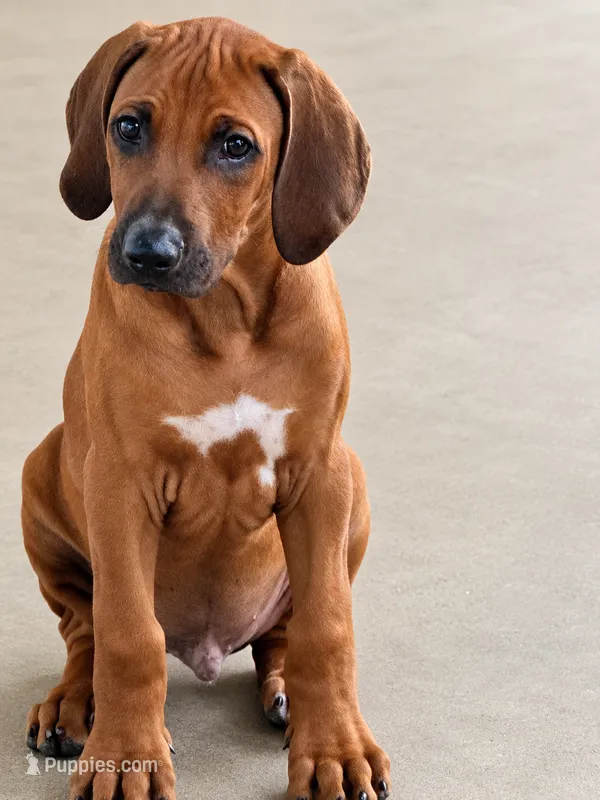 Mr. Bright Blue- Loves to snuggle  – Rhodesian Ridgeback puppy for sale in Madison, GA