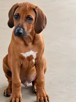 Mr. Bright Blue- Loves to snuggle , a male Rhodesian Ridgeback for sale in Madison, GA – 1 of 5