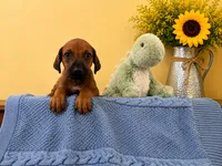 Curious Rhodesian Ridgeback Male, a male Rhodesian Ridgeback for sale in Madison, GA – 2 of 7