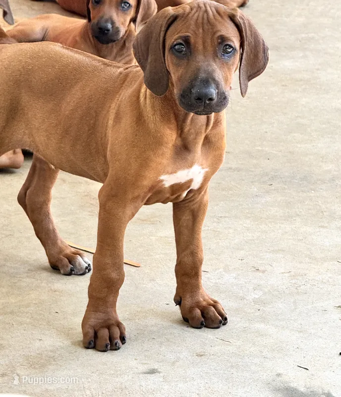 Curious Rhodesian Ridgeback Male – Rhodesian Ridgeback puppy for sale in Madison, GA