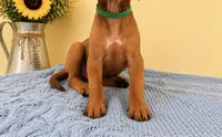 Sweet Natured Rhodesian Ridgeback Puppy , a male Rhodesian Ridgeback for sale in Madison, GA – 4 of 4