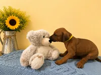 Playful Rhodesian Ridgeback , a male Rhodesian Ridgeback for sale in Madison, GA – 3 of 3