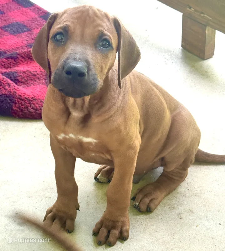  A Heart That Will Steal Yours ❤️ – Rhodesian Ridgeback puppy for sale in Madison, GA